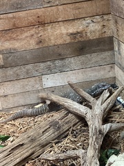 Varanus exanthematicus