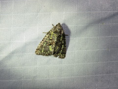 Paramiana smaragdina