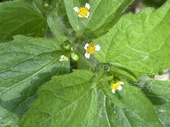 Galinsoga quadriradiata