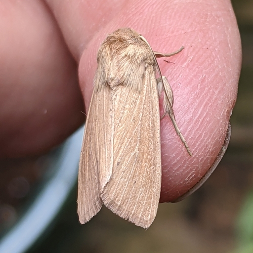 Meadow Wainscot Moth