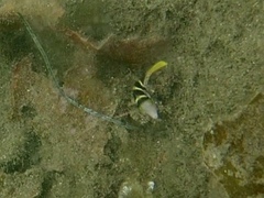 Paraluteres prionurus