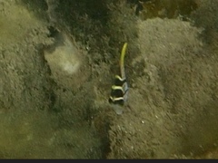 Paraluteres prionurus