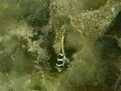 Paraluteres prionurus