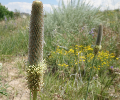 Dalea cylindriceps