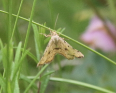 Macaria sulphurea