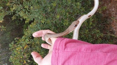 Coluber constrictor etheridgei