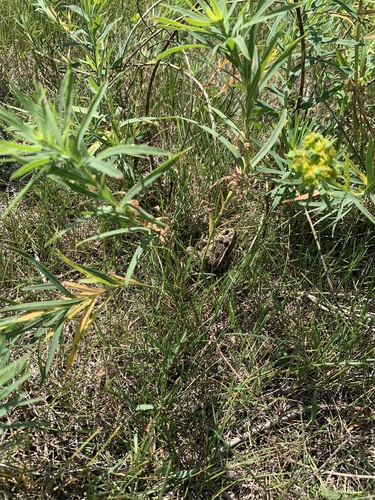 Northern Leopard Frog