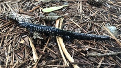 Plethodon ocmulgee