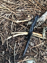 Plethodon ocmulgee