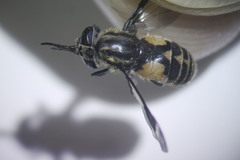 Chrysops callidus