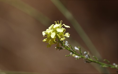 photo of Shortpod Mustard (Hirschfeldia incana)