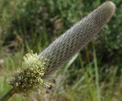 Dalea cylindriceps