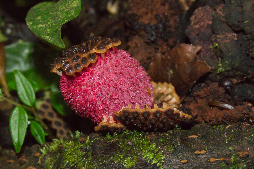 Corynaea crassa (Corynaea crassa)