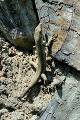 Darevskia portschinskii