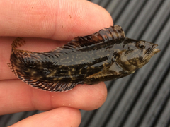 Chasmodes longimaxilla