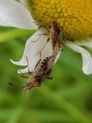 Stictopleurus punctiventris