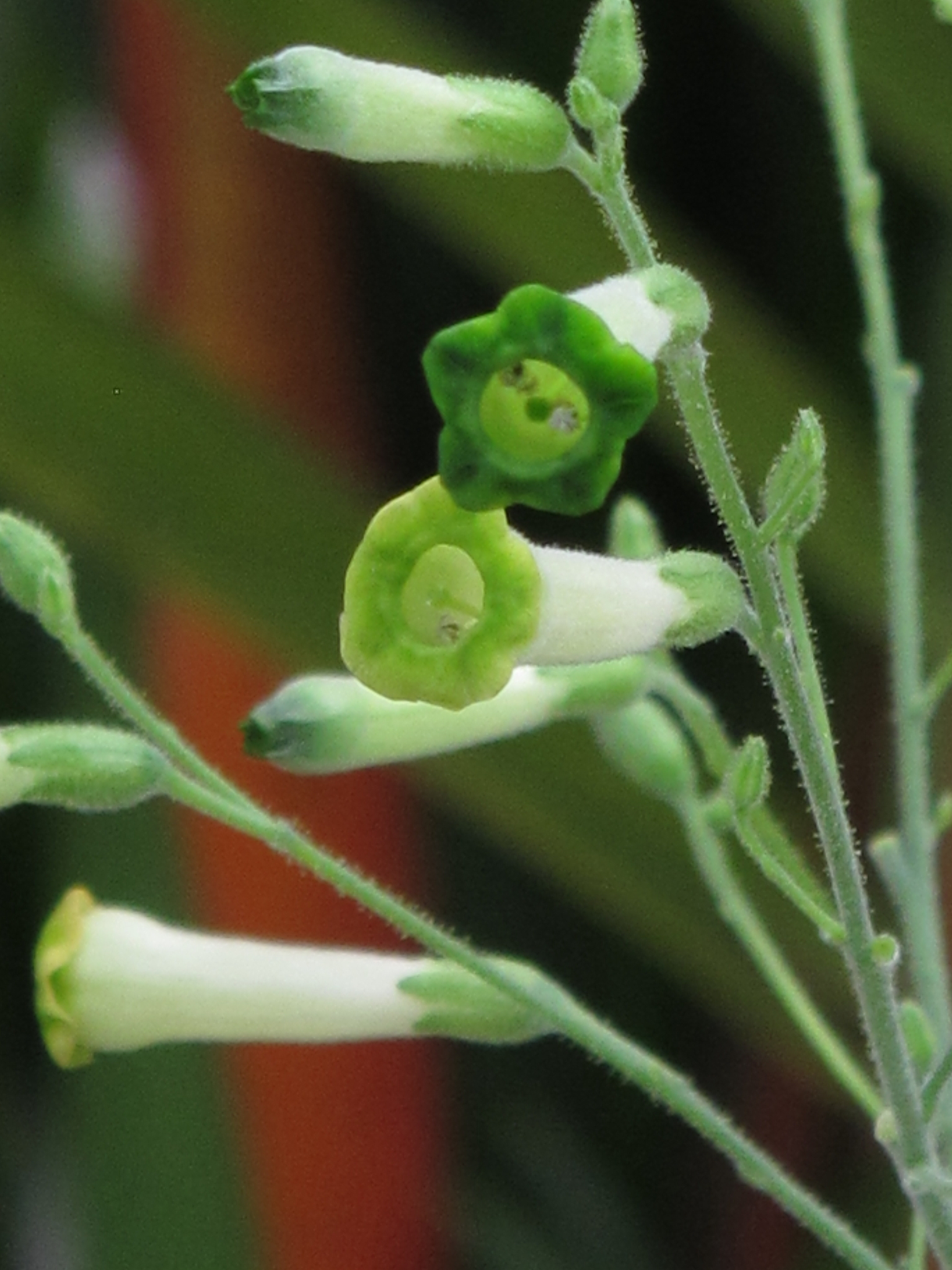 Nicotiana paniculata