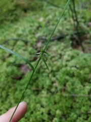 Carex collinsii