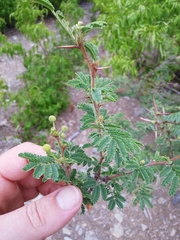 Vachellia tortuosa