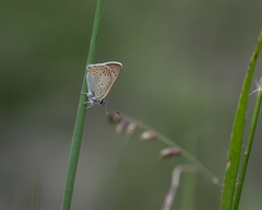 Lycaena tityrus subalpina