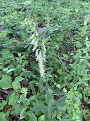 Digitalis lutea