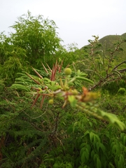 Vachellia tortuosa