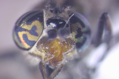 Chrysops callidus