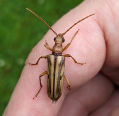 Ortholeptura valida
