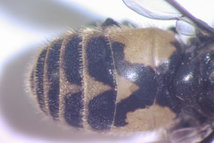 Chrysops callidus