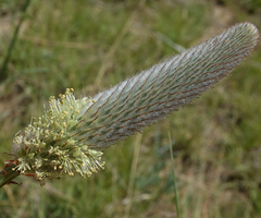 Dalea cylindriceps