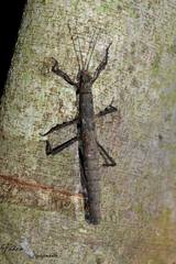 Creoxylus