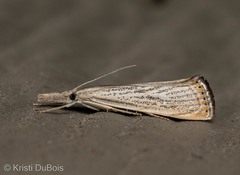Agriphila plumbifimbriellus