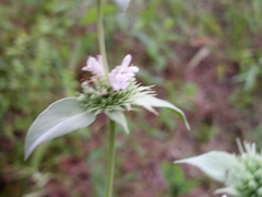 Pycnanthemum setosum
