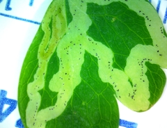 Phytomyza aquilegivora