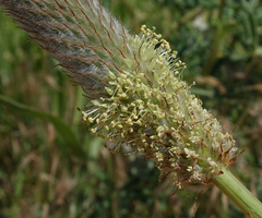 Dalea cylindriceps