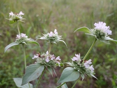 Pycnanthemum setosum
