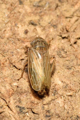 Streptanus aemulans
