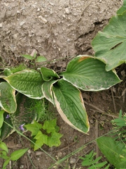 Hosta sieboldii