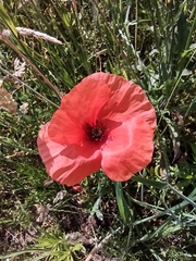Papaver rhoeas