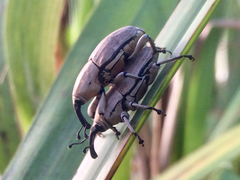 Sphenophorus aequalis