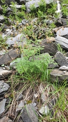 Thalictrum foetidum