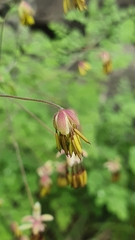 Thalictrum foetidum