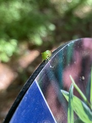 Stictocephala militaris