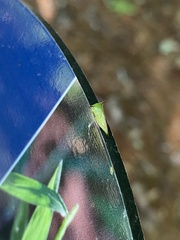 Stictocephala militaris