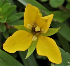 Ludwigia arcuata