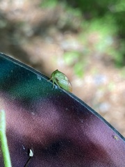 Stictocephala militaris