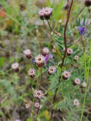 Erigeron acris
