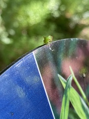 Stictocephala militaris