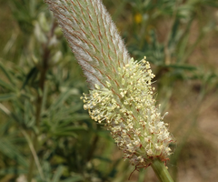 Dalea cylindriceps