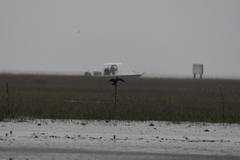 Nannopterum brasilianum